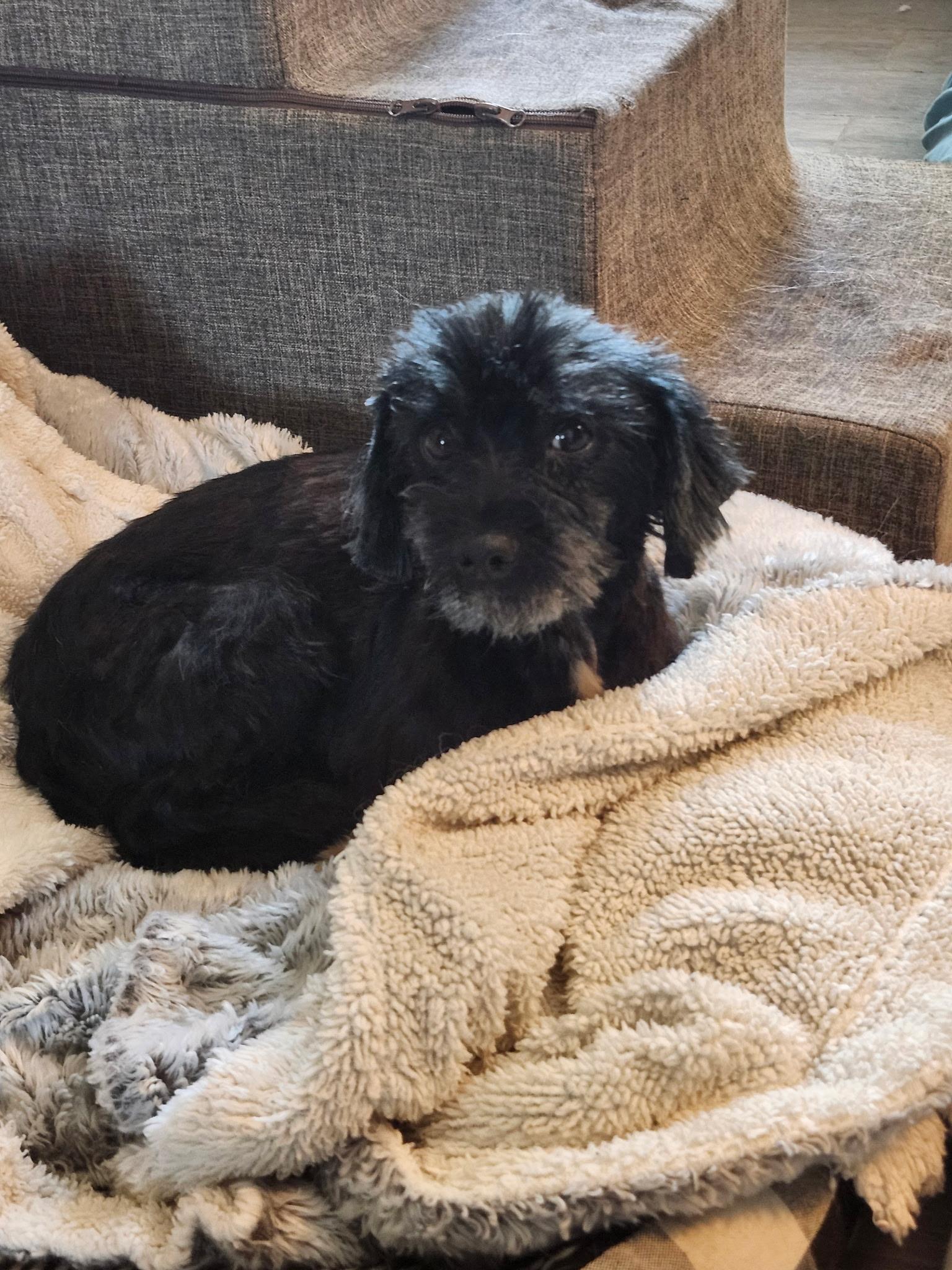 Betsy, Adopted, Adult Female Shih Tzu.