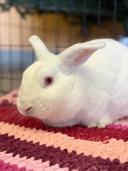Peter, ADOPTABLE, Adult Male American.