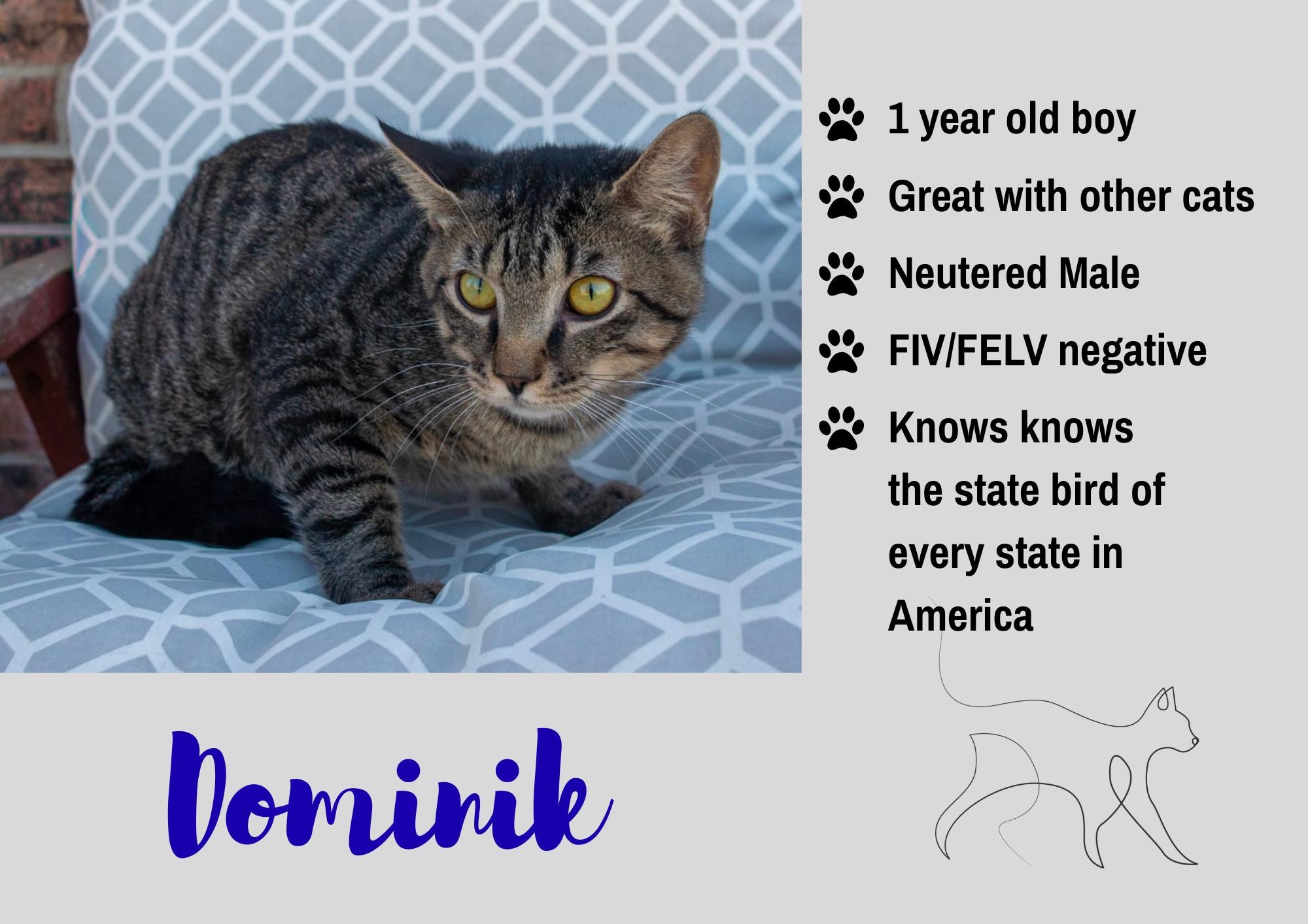 Enlarge Dominik, a Adoptable Domestic Short Hair in Junction City, KS image 1/1