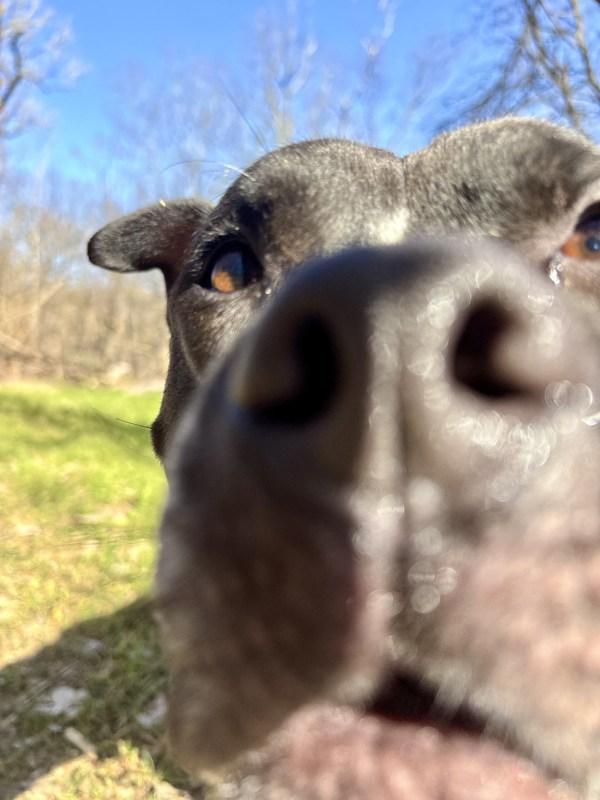 Enlarge Bruce, a Adoptable Pit Bull Terrier in Austin, TX image 1/1