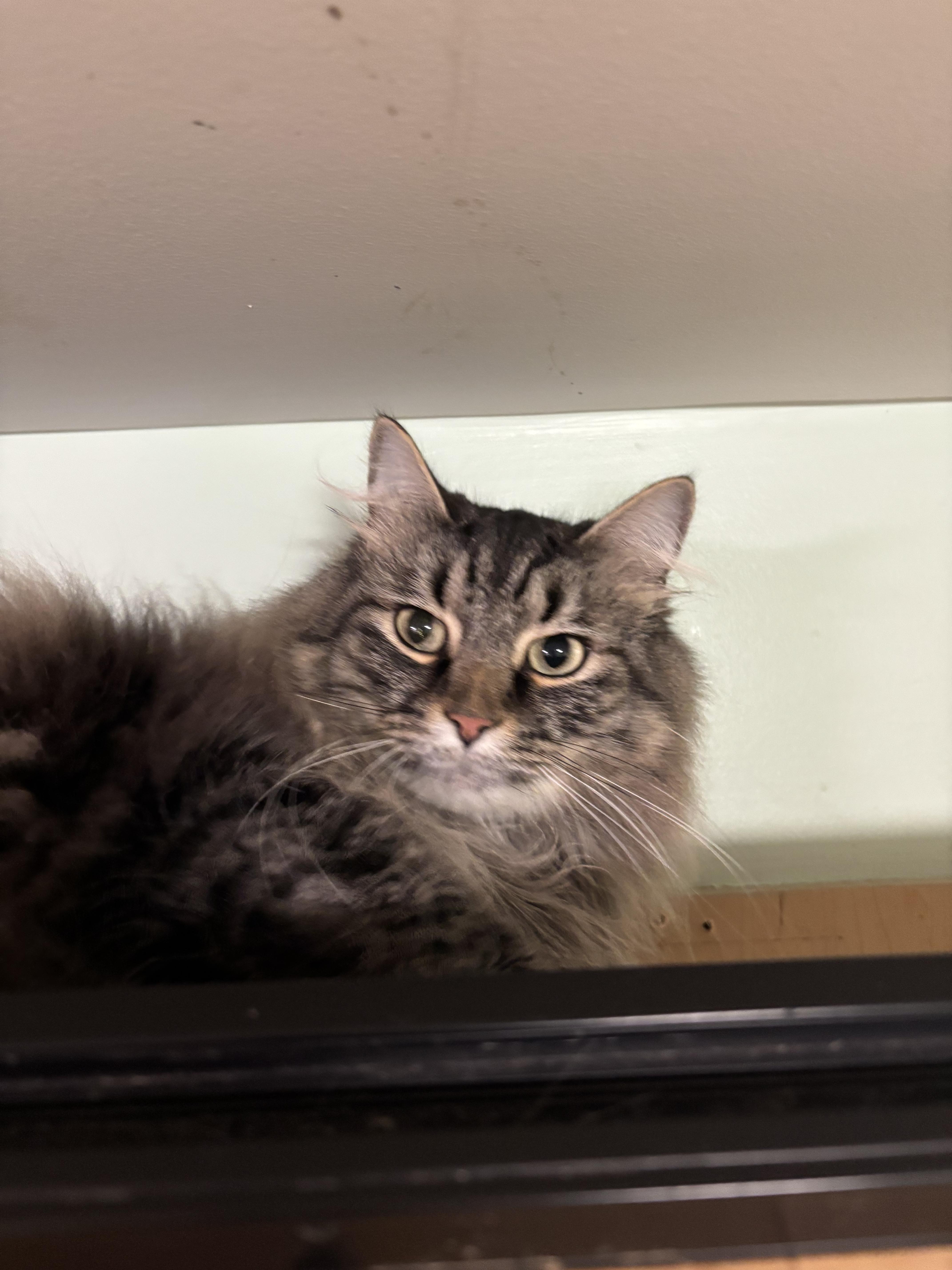 Ollie, ADOPTABLE, Adult Male Domestic Long Hair.