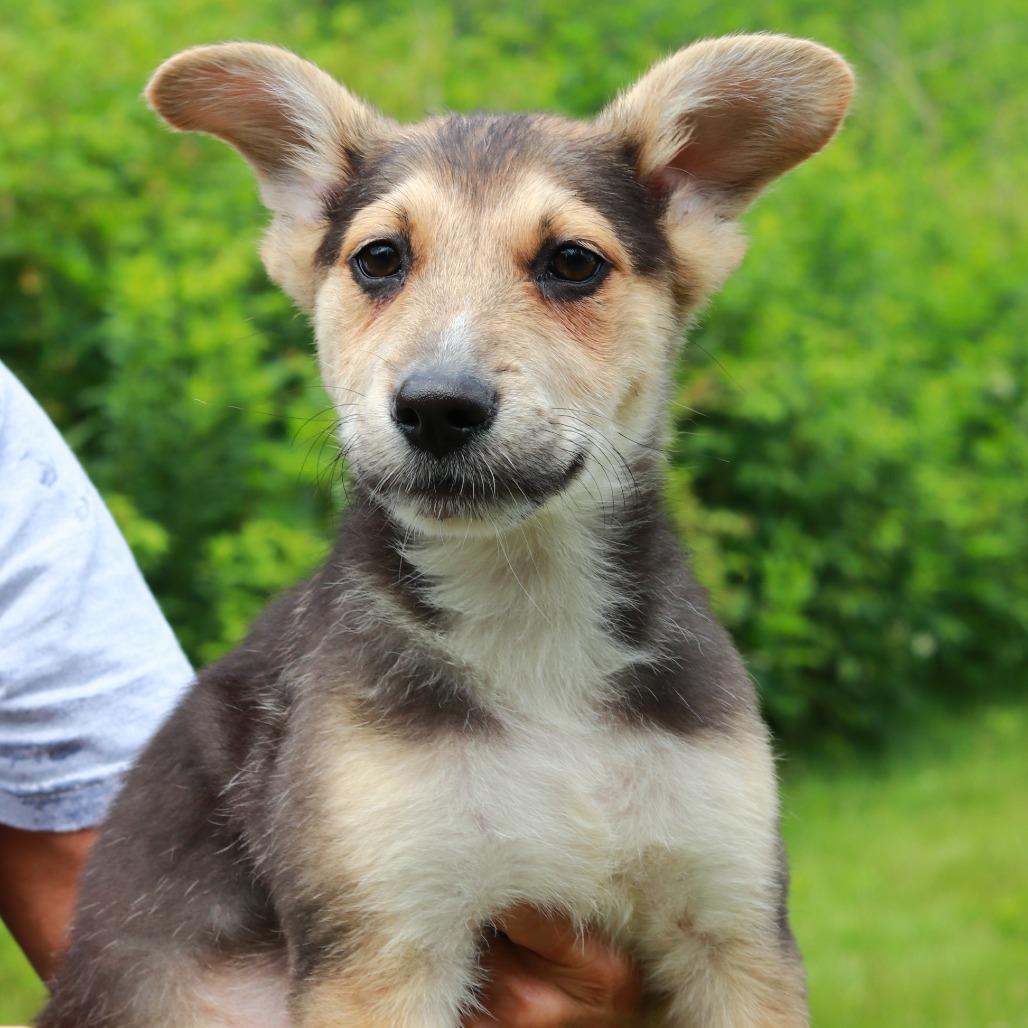 CT Primo, a Adoptable Mixed Breed in Eastford, CT image 1/5