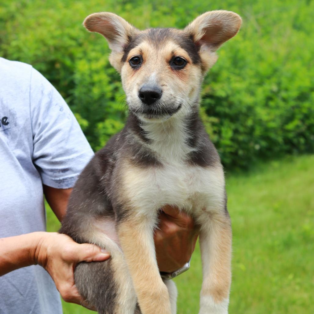 CT Primo, a Adoptable Mixed Breed in Eastford, CT image 3/5
