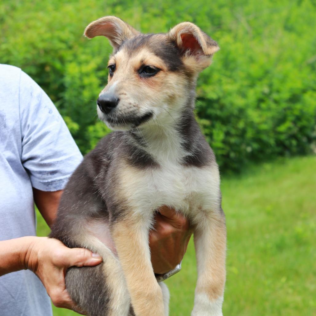 CT Primo, a Adoptable Mixed Breed in Eastford, CT image 4/5