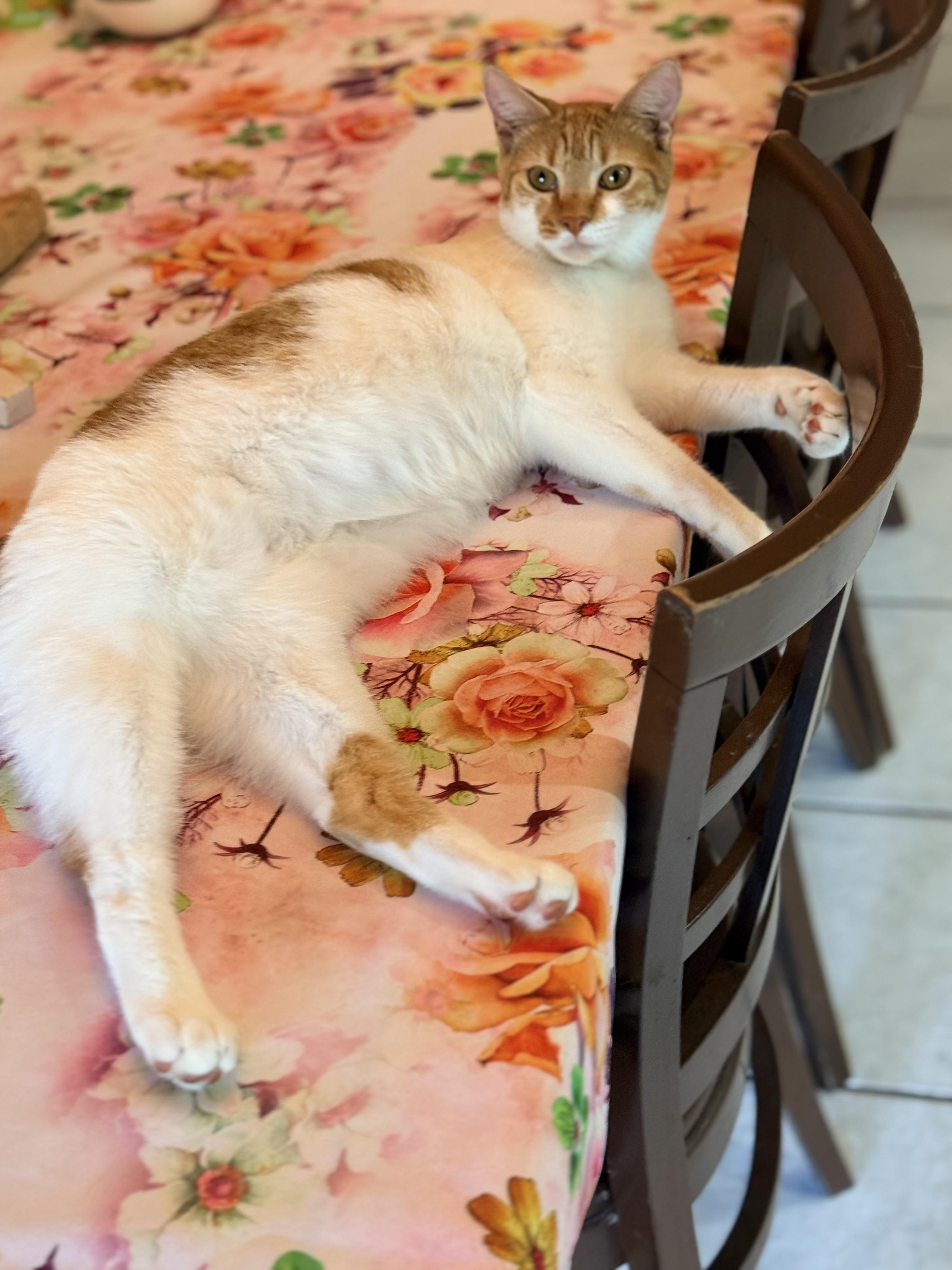 Enlarge Creamsicle, a ADOPTABLE mixed breed in Tavares, FL image 4/5