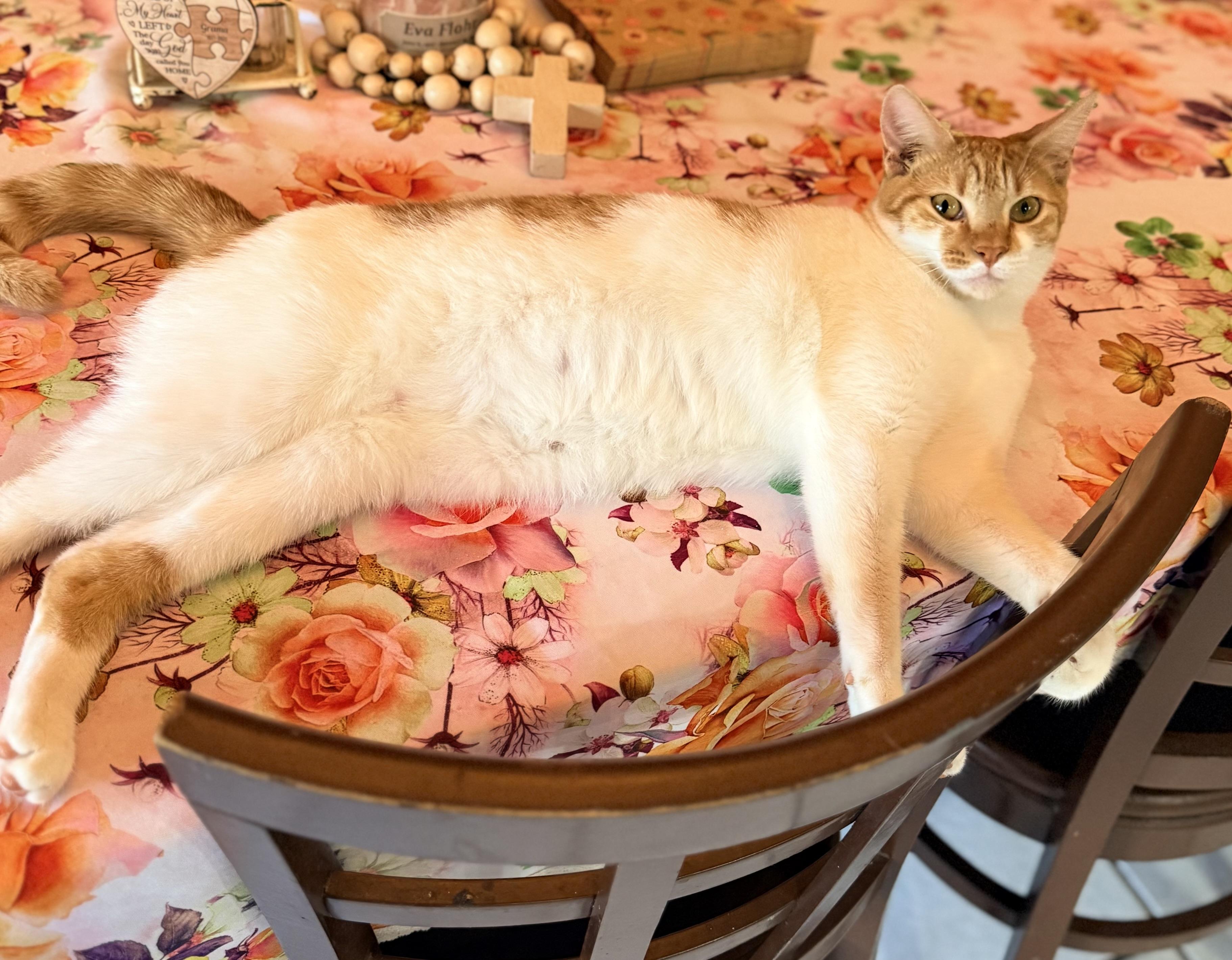 Enlarge Creamsicle, a ADOPTABLE mixed breed in Tavares, FL image 5/5