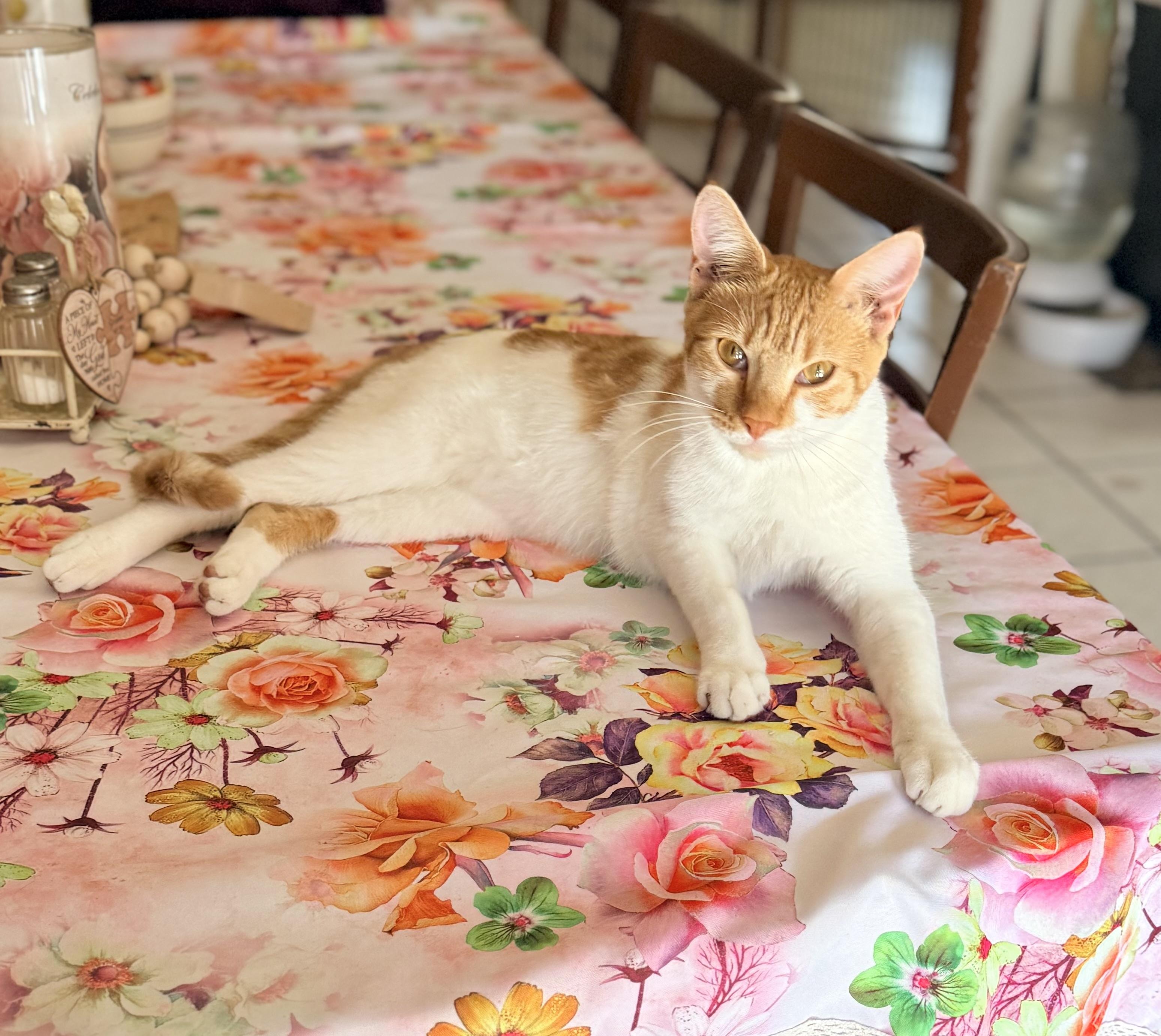 Enlarge Creamsicle, a ADOPTABLE mixed breed in Tavares, FL image 3/5