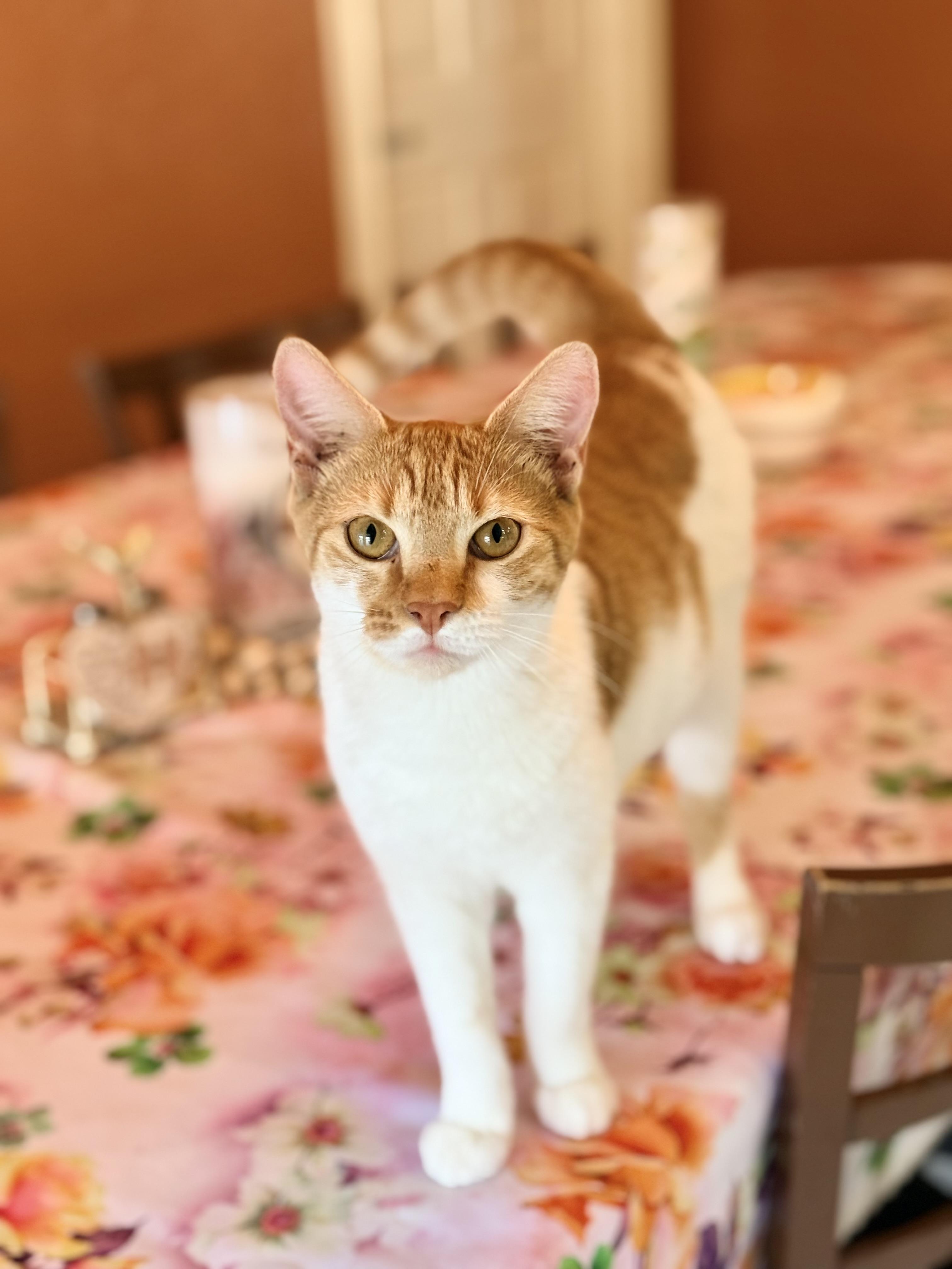 Enlarge Creamsicle, a ADOPTABLE mixed breed in Tavares, FL image 2/5