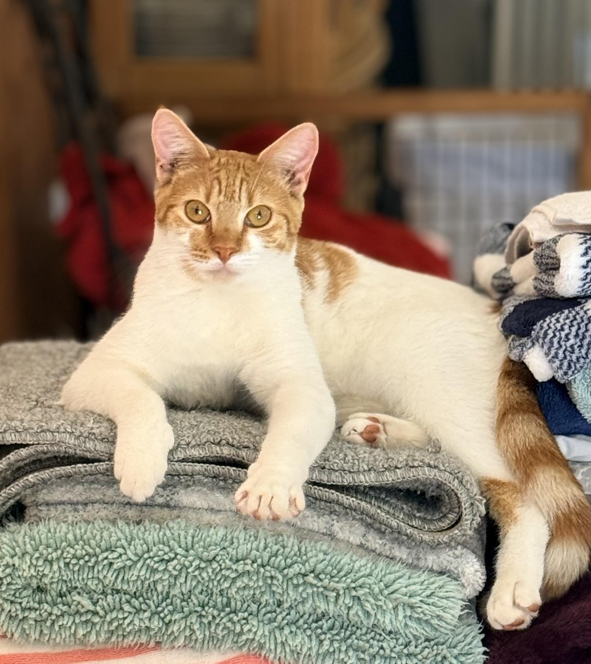 Enlarge Creamsicle, a ADOPTABLE mixed breed in Tavares, FL image 1/5