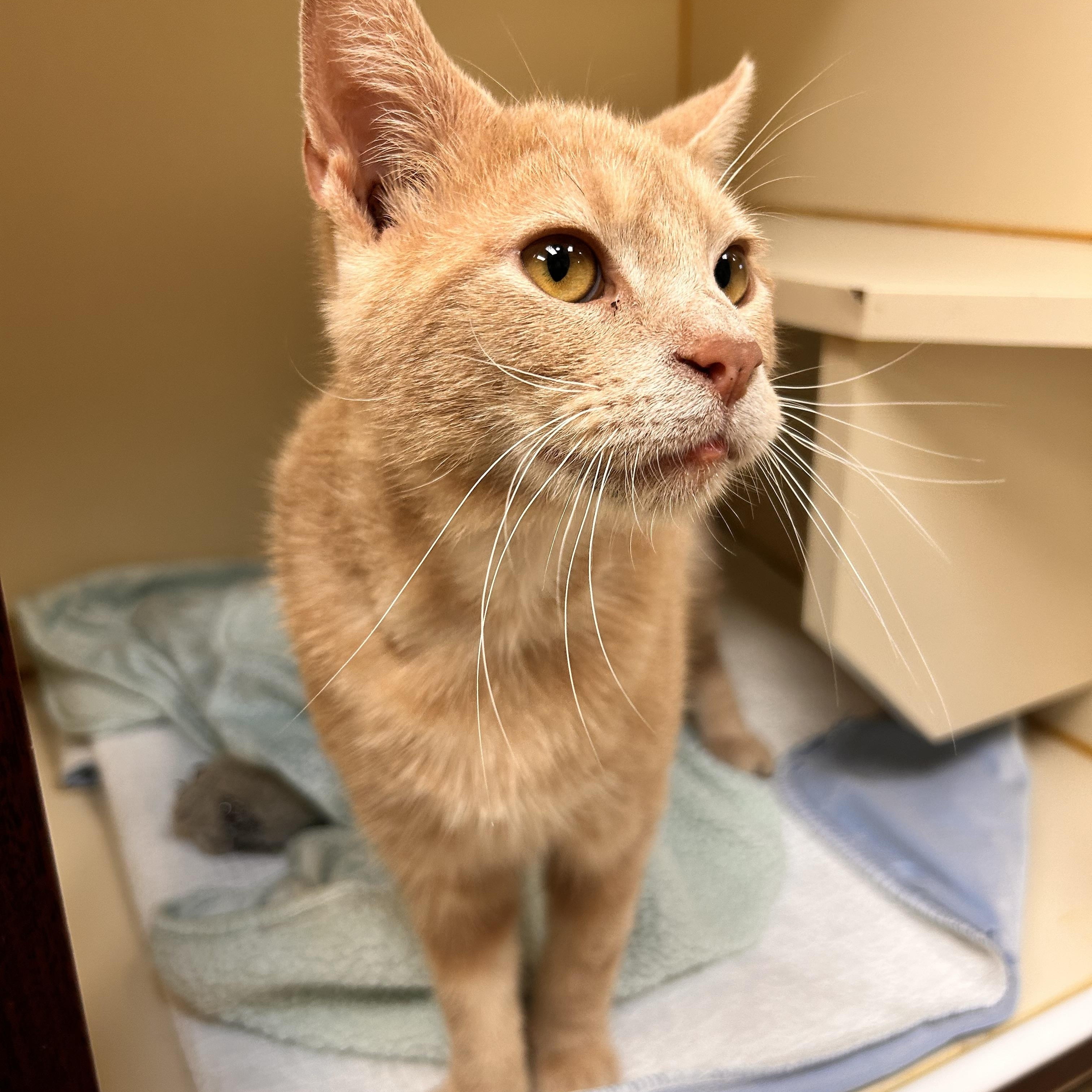 Enlarge Newt, an adopted Domestic Short Hair in Myerstown, PA image 3/3