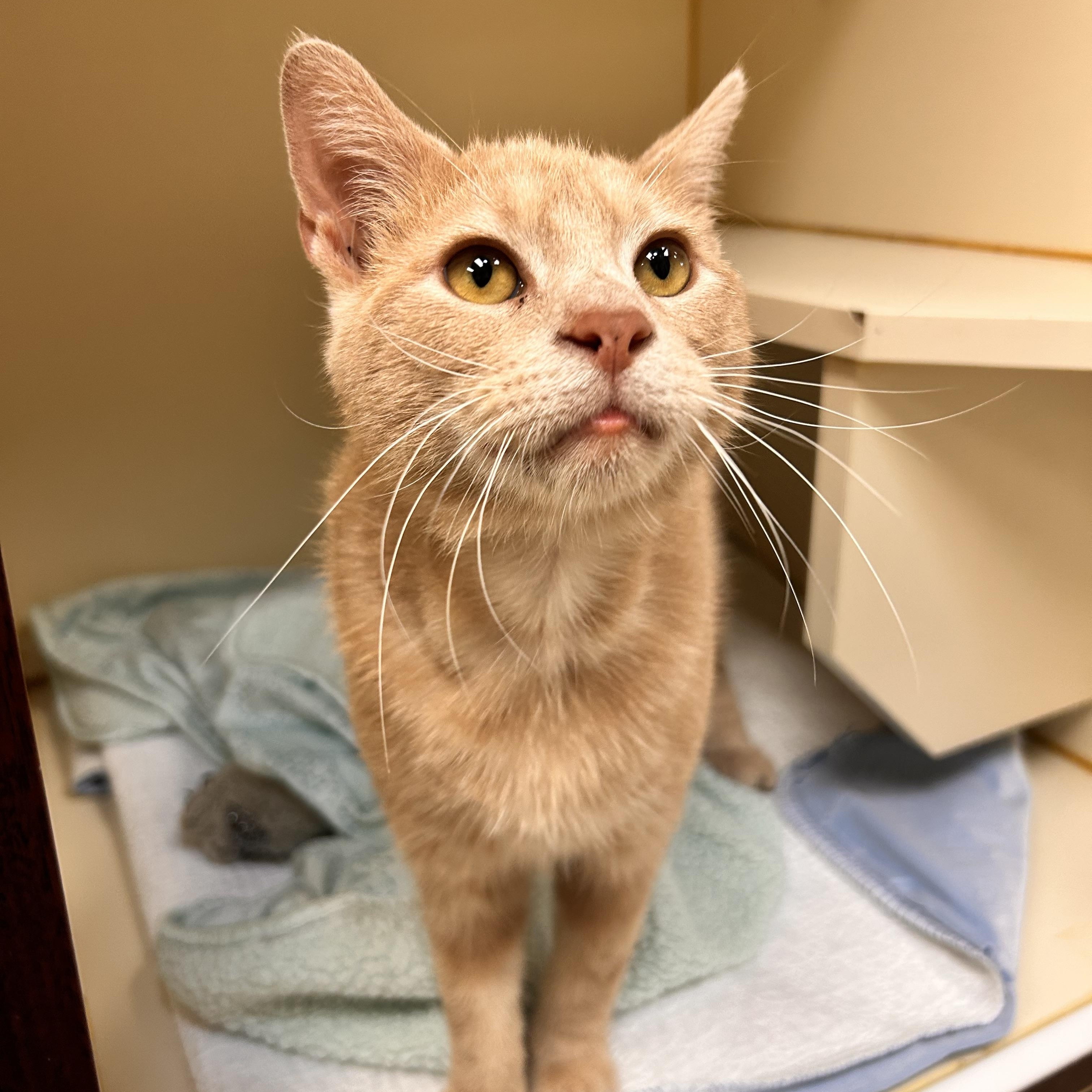 Enlarge Newt, an adopted Domestic Short Hair in Myerstown, PA image 2/3