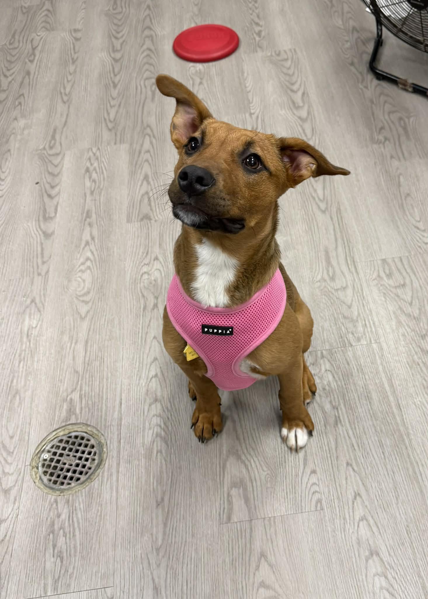 Enlarge Cassy, a ADOPTABLE mixed breed in Gouverneur, NY image 1/1