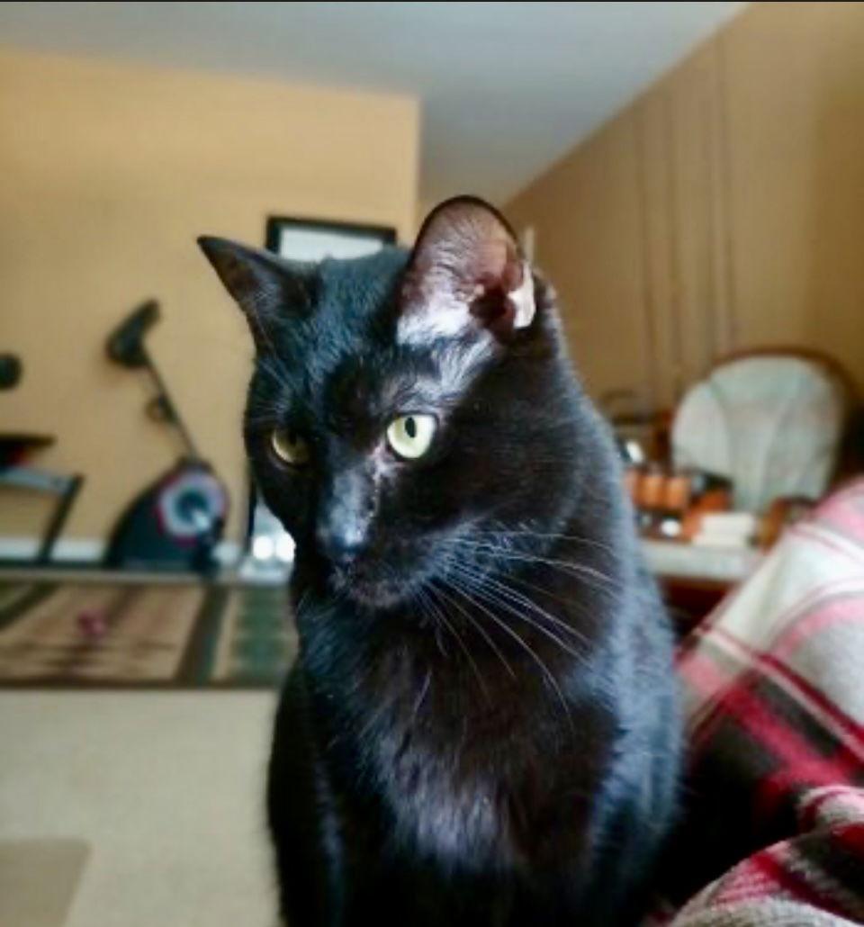 Galaxy, a Adoptable Domestic Short Hair in Ball Ground, GA image 1/3