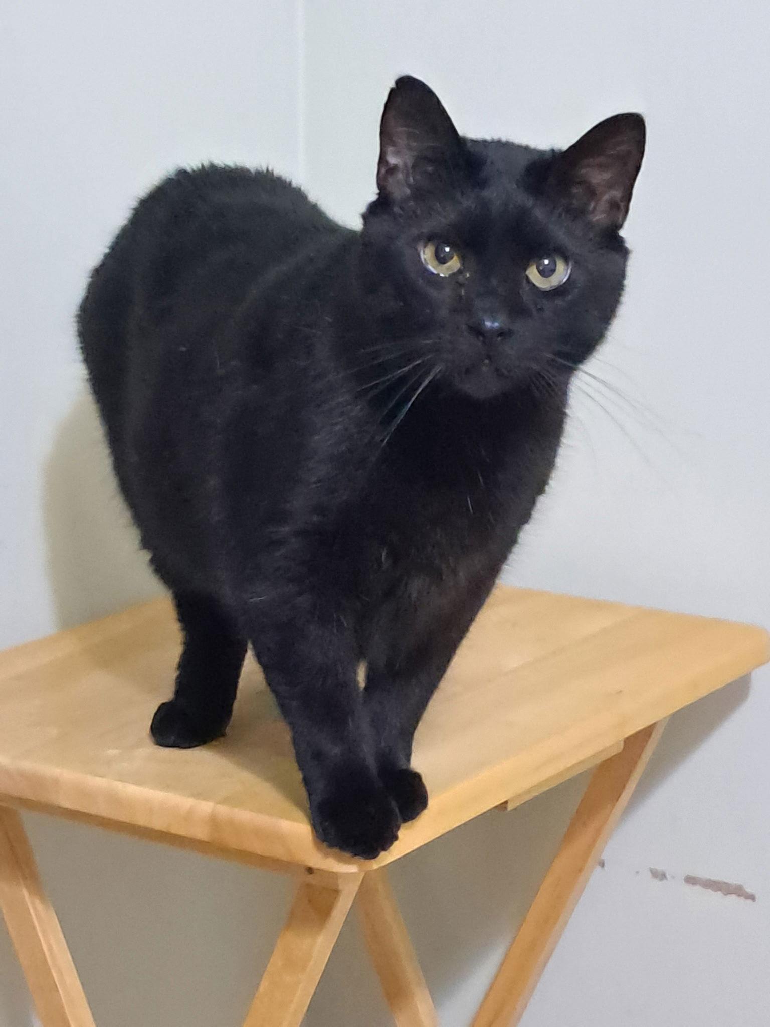 Galaxy, a Adoptable Domestic Short Hair in Ball Ground, GA image 2/3