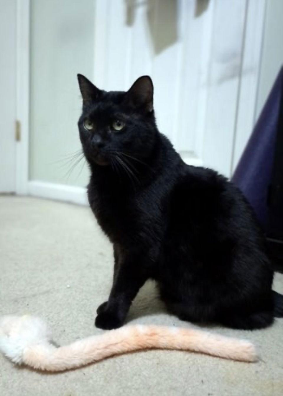 Galaxy, a Adoptable Domestic Short Hair in Ball Ground, GA image 3/3