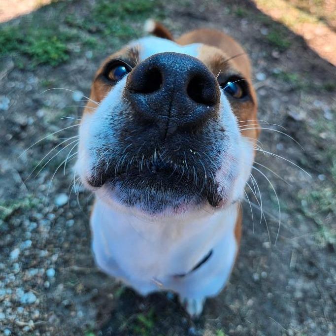 Enlarge Squirrel, a Adoptable mixed breed in Corpus Christi, TX image 1/6