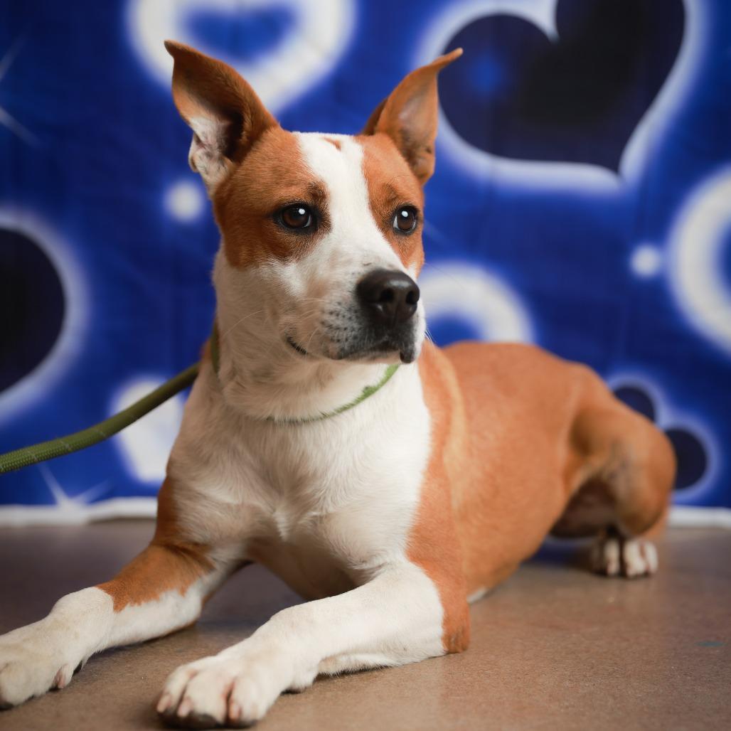 Enlarge Squirrel, a Adoptable mixed breed in Corpus Christi, TX image 2/6