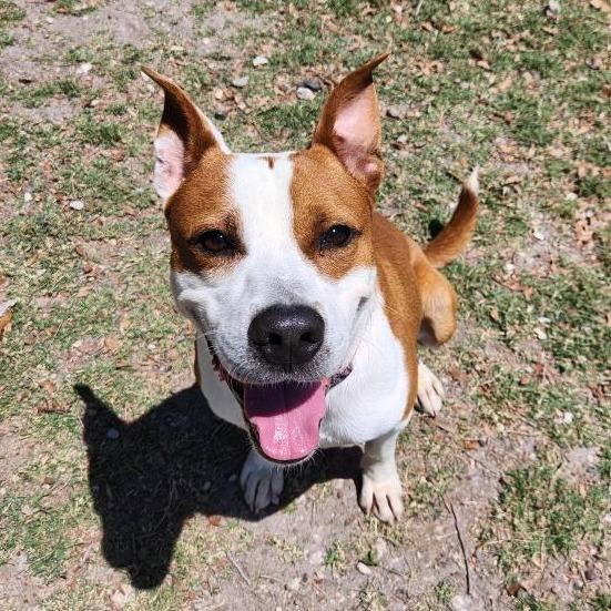 Enlarge Squirrel, a Adoptable mixed breed in Corpus Christi, TX image 3/6
