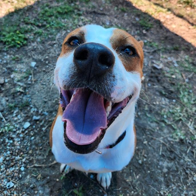 Enlarge Squirrel, a Adoptable mixed breed in Corpus Christi, TX image 4/6