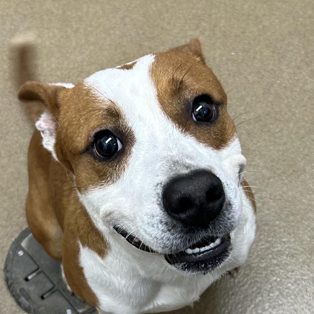 Enlarge Squirrel, a Adoptable mixed breed in Corpus Christi, TX image 5/6