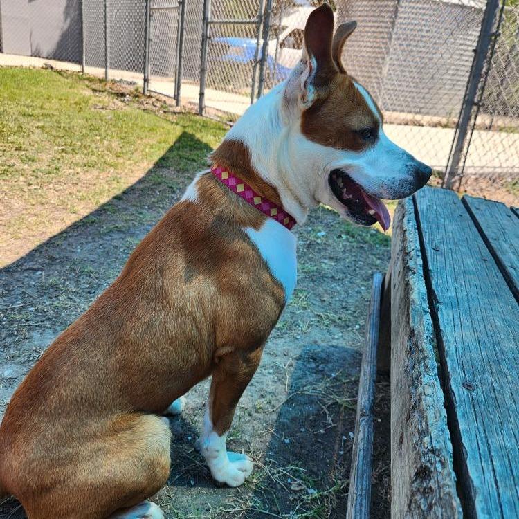 Enlarge Squirrel, a Adoptable mixed breed in Corpus Christi, TX image 6/6