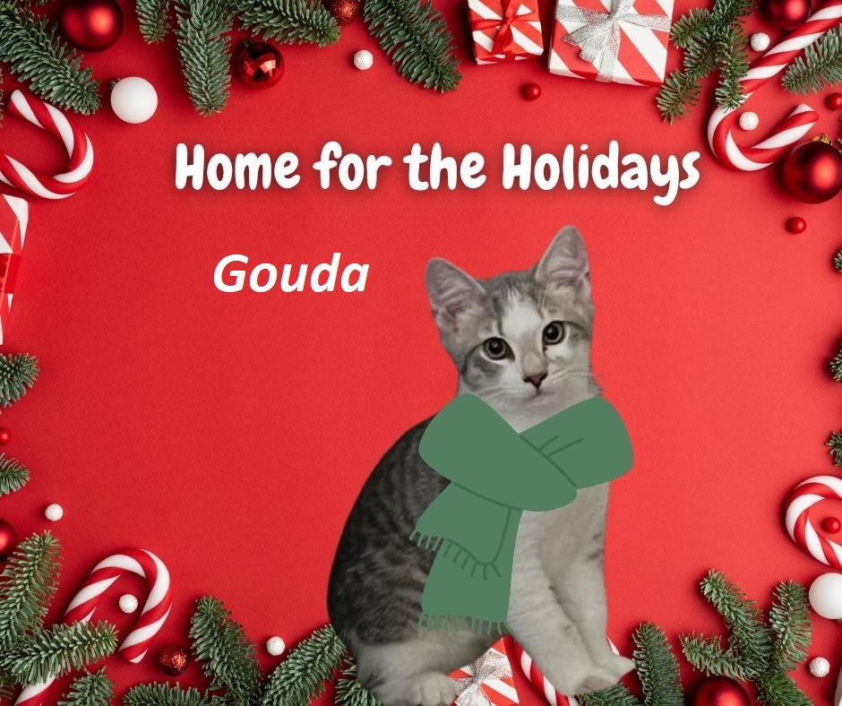 Enlarge Gouda, a Adoptable Domestic Short Hair in Rootstown, OH image 1/3