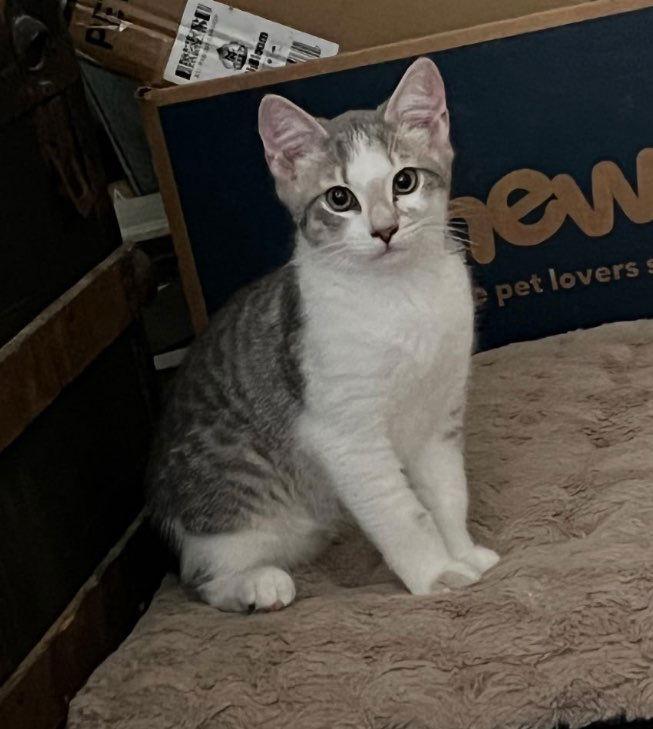 Enlarge Gouda, a Adoptable Domestic Short Hair in Rootstown, OH image 2/3