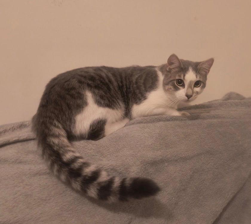 Gouda, a Adoptable Domestic Short Hair in Rootstown, OH image 2/3