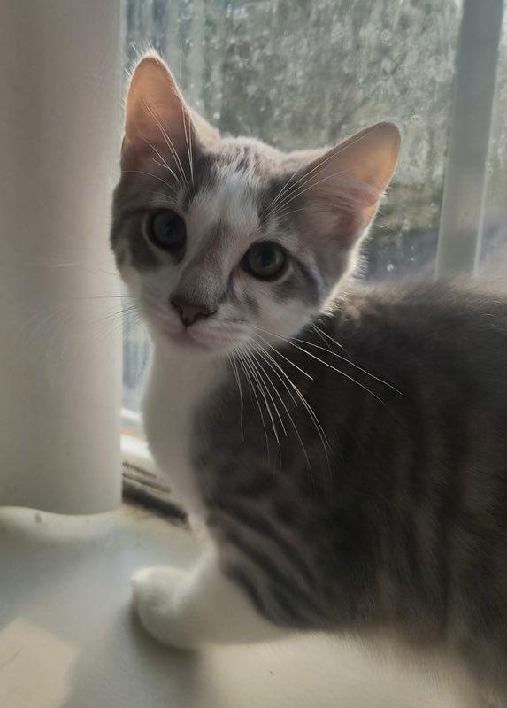 Enlarge Gouda, a Adoptable Domestic Short Hair in Rootstown, OH image 3/3