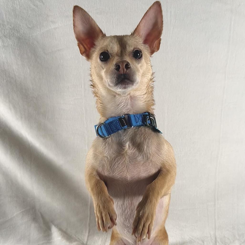 Chip, Adoptable, Adult Male Chihuahua & Mixed Breed.
