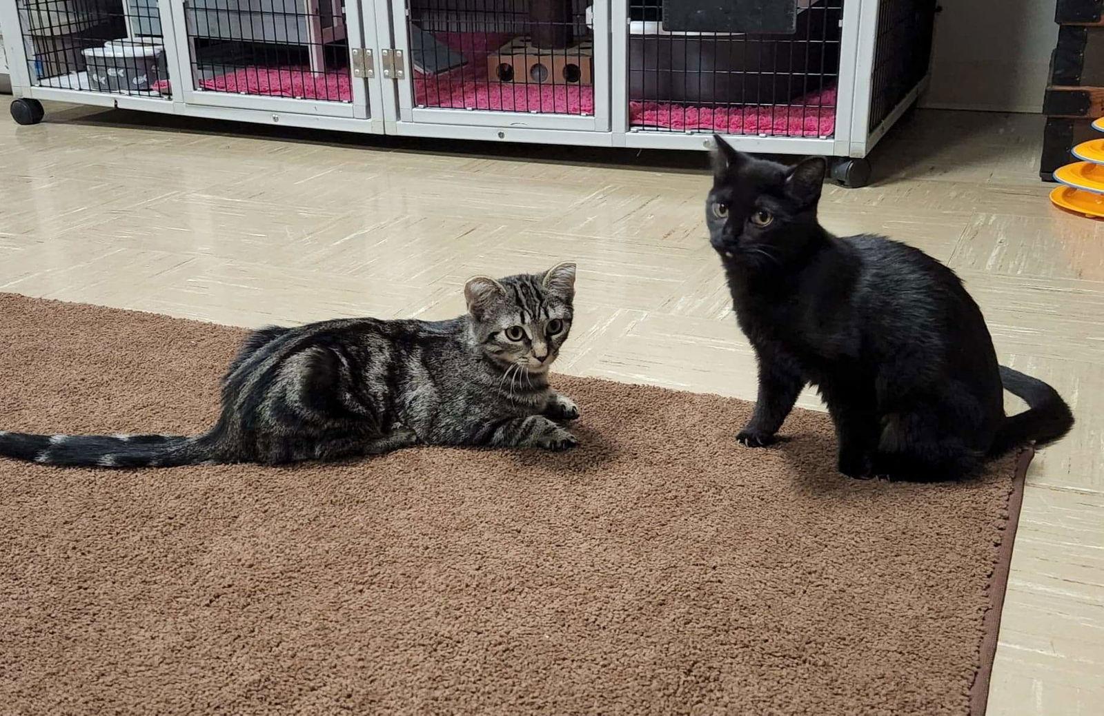 Enlarge Jemima and Jellyorum Bonded sisters Special Needs, a Adoptable Domestic Short Hair in Rochester, NY image 3/3