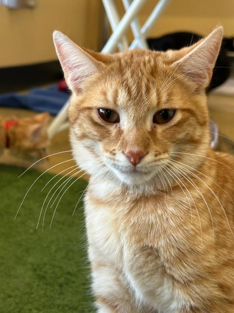 Fennel, Adoptable, Young Male Domestic Short Hair.