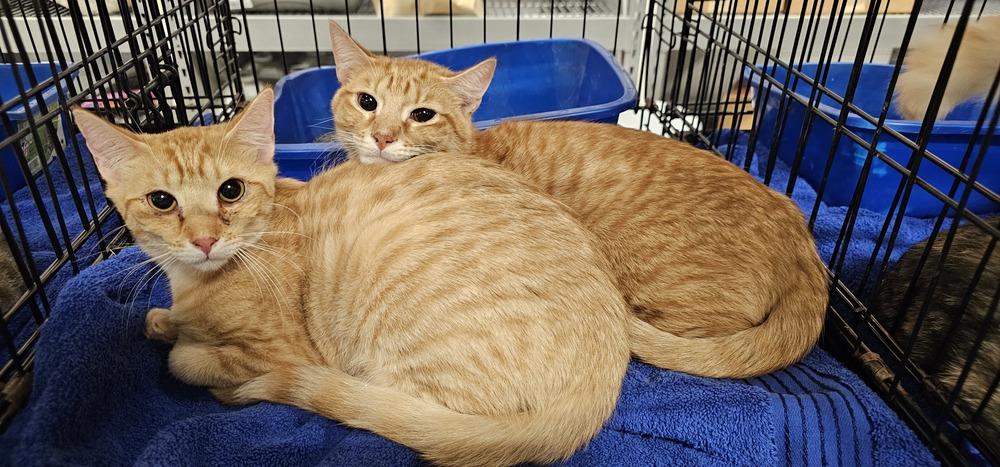Enlarge Fennel, a Adoptable Domestic Short Hair in Powder Springs, GA image 2/6
