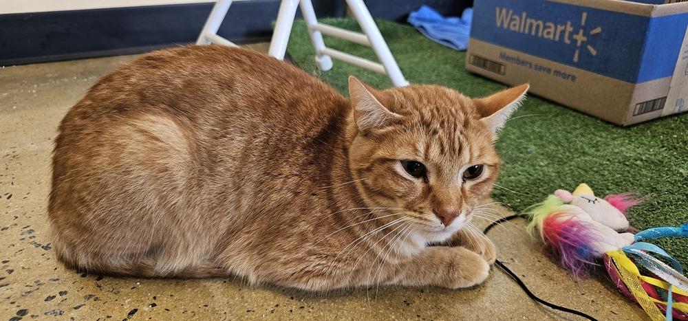 Enlarge Fennel, a Adoptable Domestic Short Hair in Powder Springs, GA image 3/6