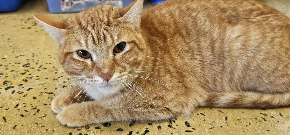 Enlarge Fennel, a Adoptable Domestic Short Hair in Powder Springs, GA image 4/6