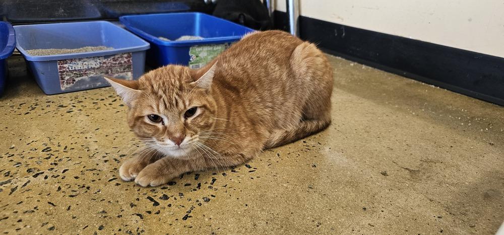 Enlarge Fennel, a Adoptable Domestic Short Hair in Powder Springs, GA image 5/6