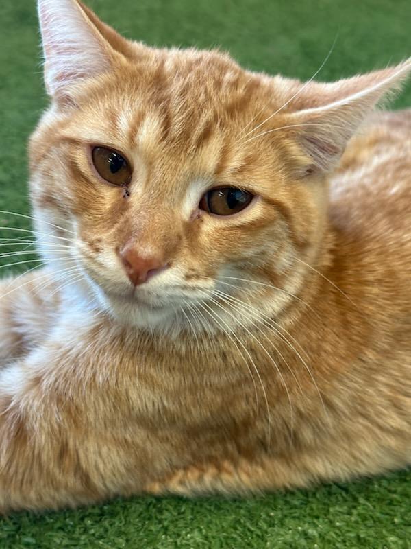 Enlarge Fennel, a Adoptable Domestic Short Hair in Powder Springs, GA image 6/6