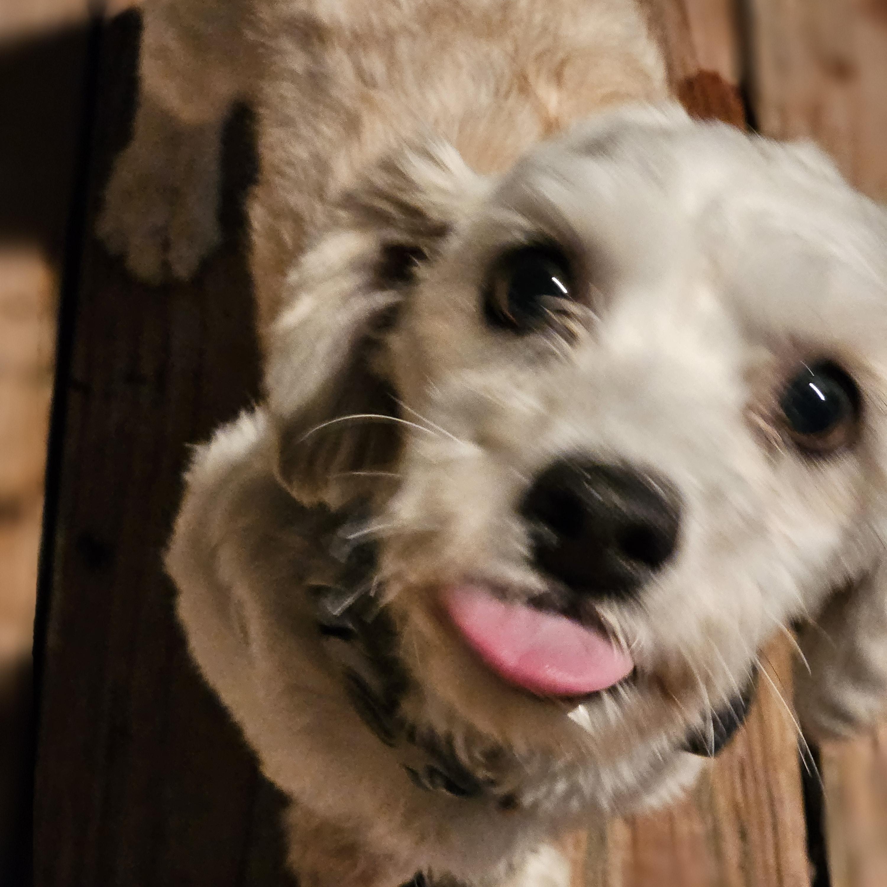 Enlarge Bentley, an adopted Havanese in O Fallon, IL image 2/6