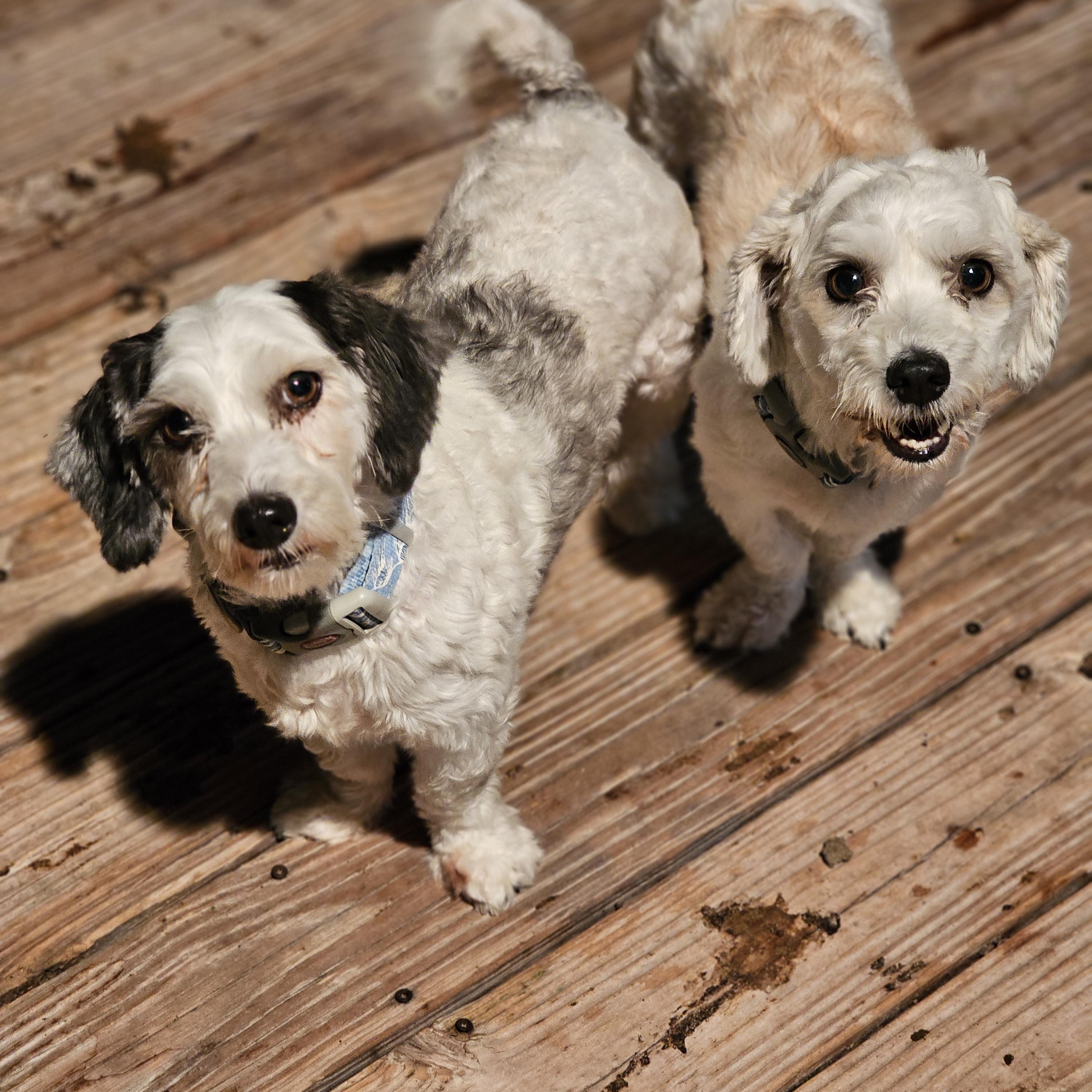 Enlarge Bentley, an adopted Havanese in O Fallon, IL image 5/6
