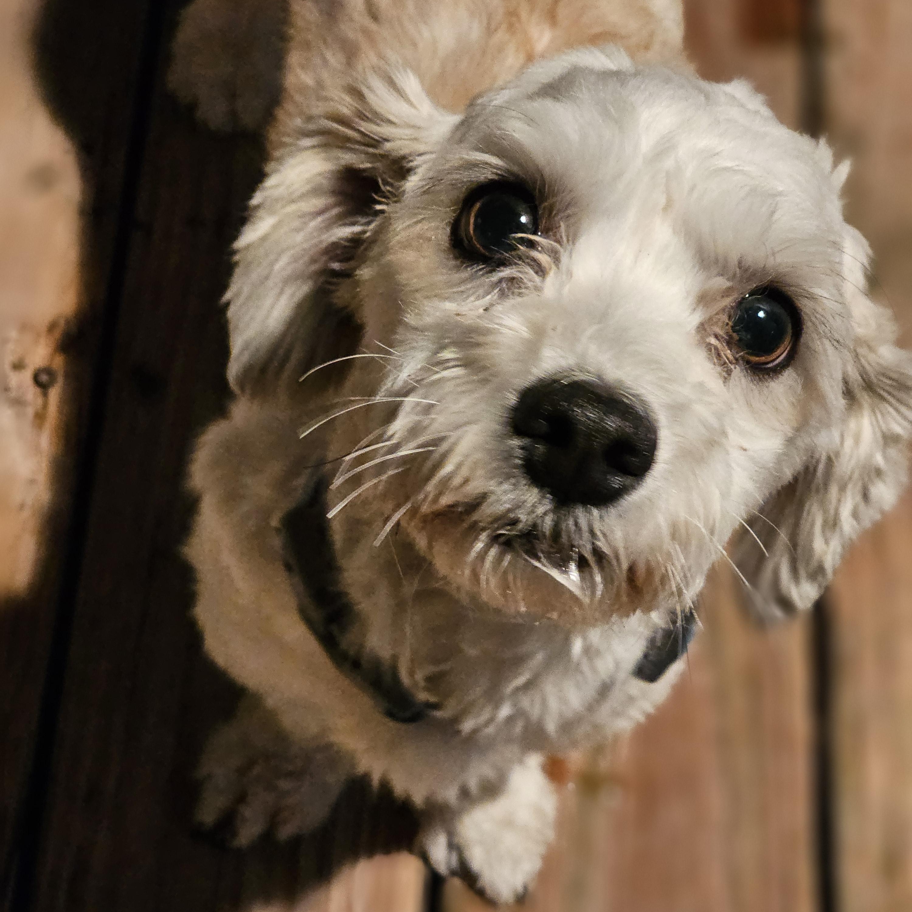 Enlarge Bentley, an adopted Havanese in O Fallon, IL image 4/6