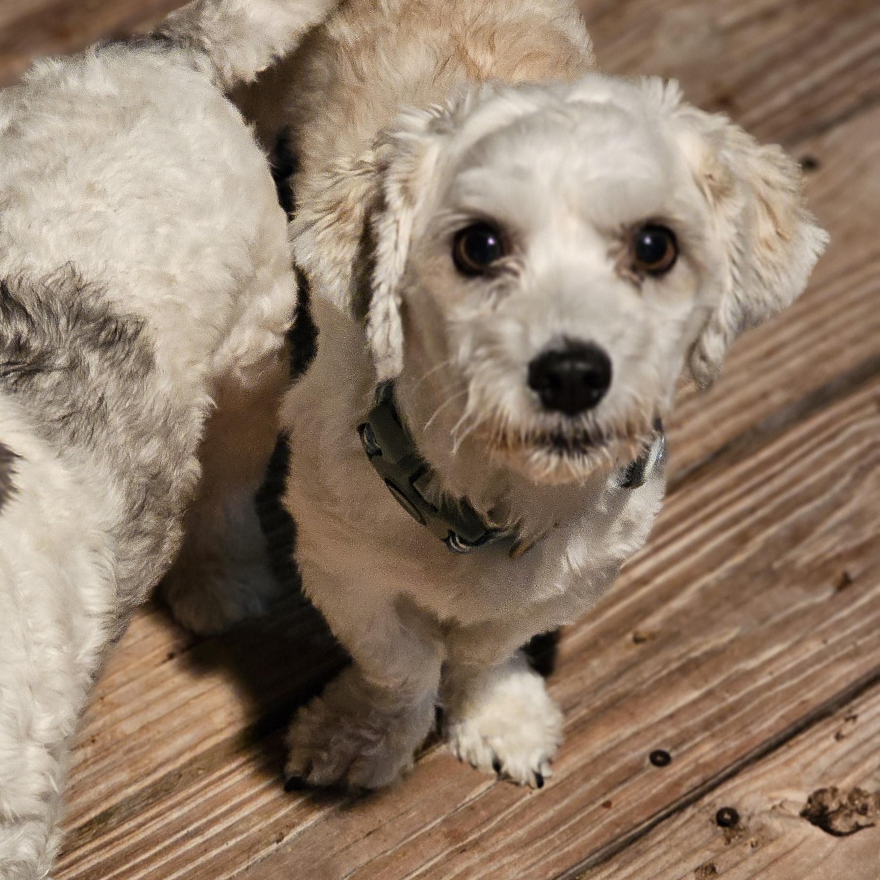 Bentley, adopted, Adult Male Havanese.