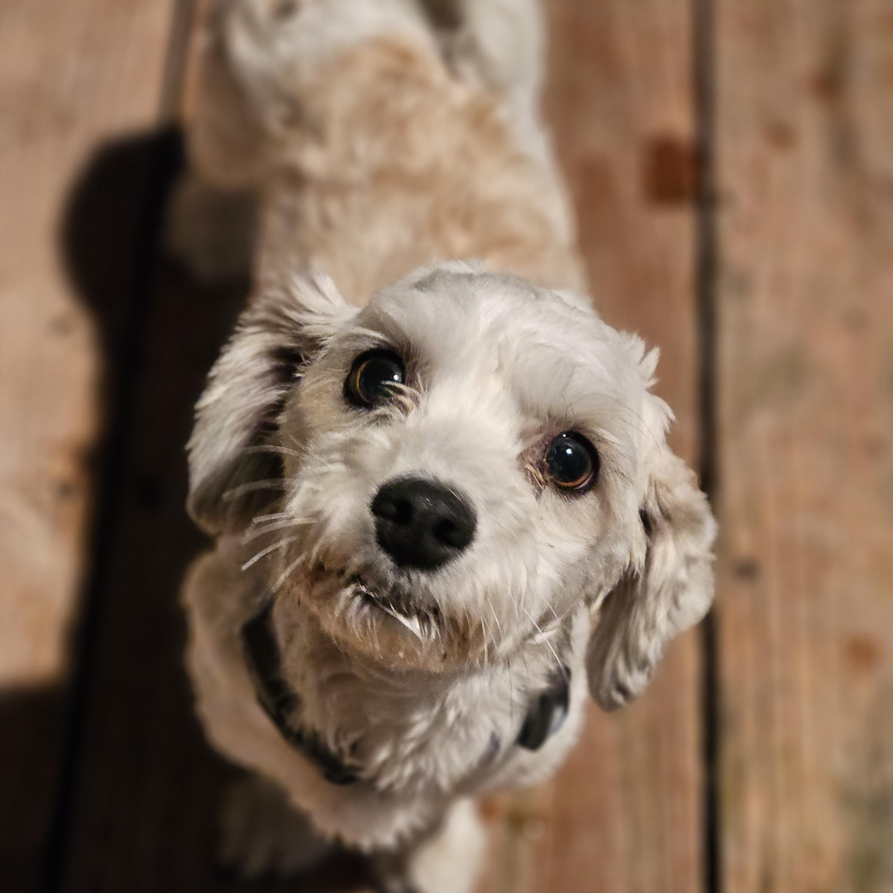 Enlarge Bentley, an adopted Havanese in O Fallon, IL image 6/6