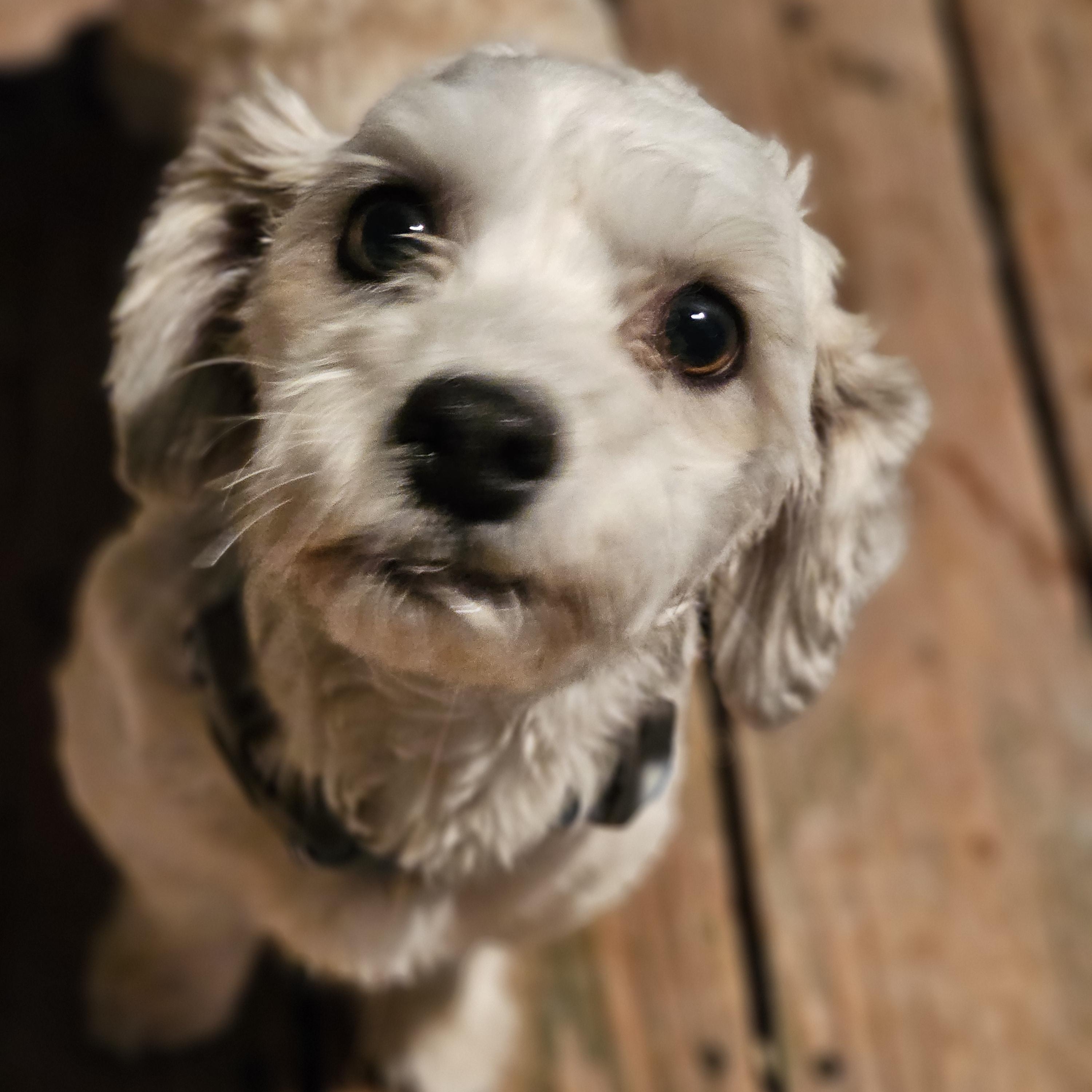 Enlarge Bentley, an adopted Havanese in O Fallon, IL image 3/6