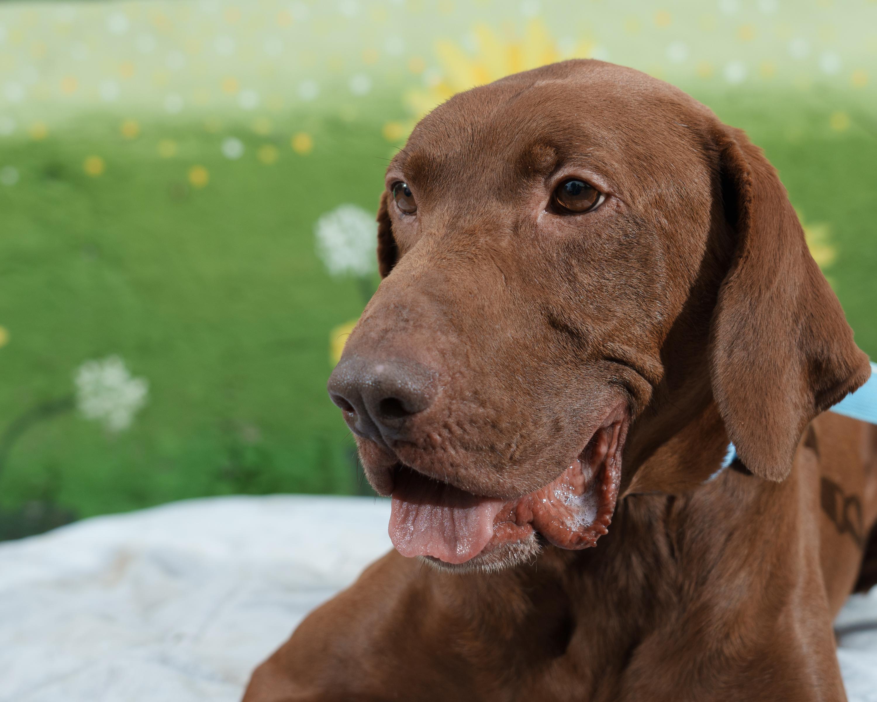 Mr. Bean, an adoptable Vizsla in Elma, WA, 98541 | Photo Image 2