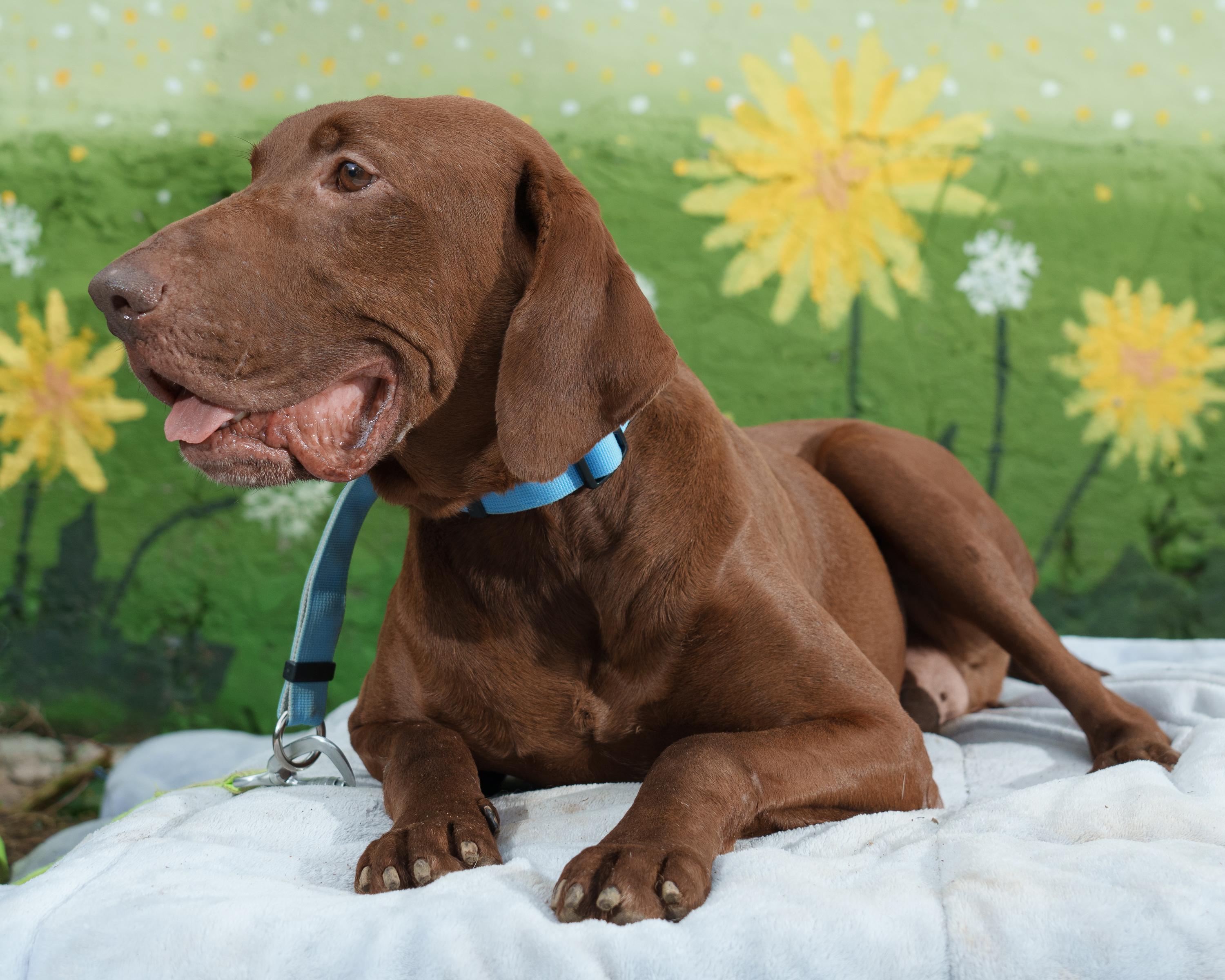 Mr. Bean, an adoptable Vizsla in Elma, WA, 98541 | Photo Image 3