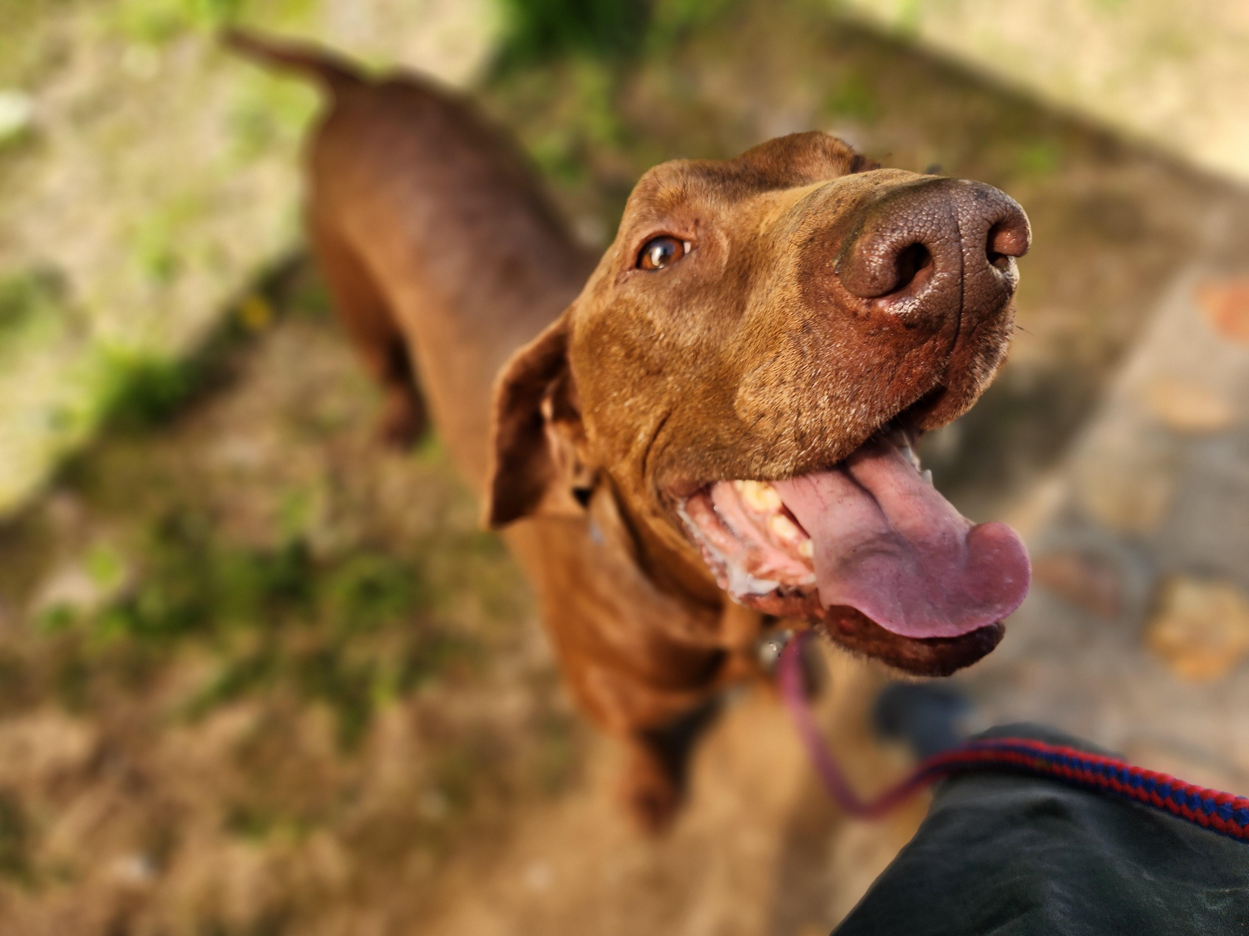 Mr. Bean, an adoptable Vizsla in Elma, WA, 98541 | Photo Image 4