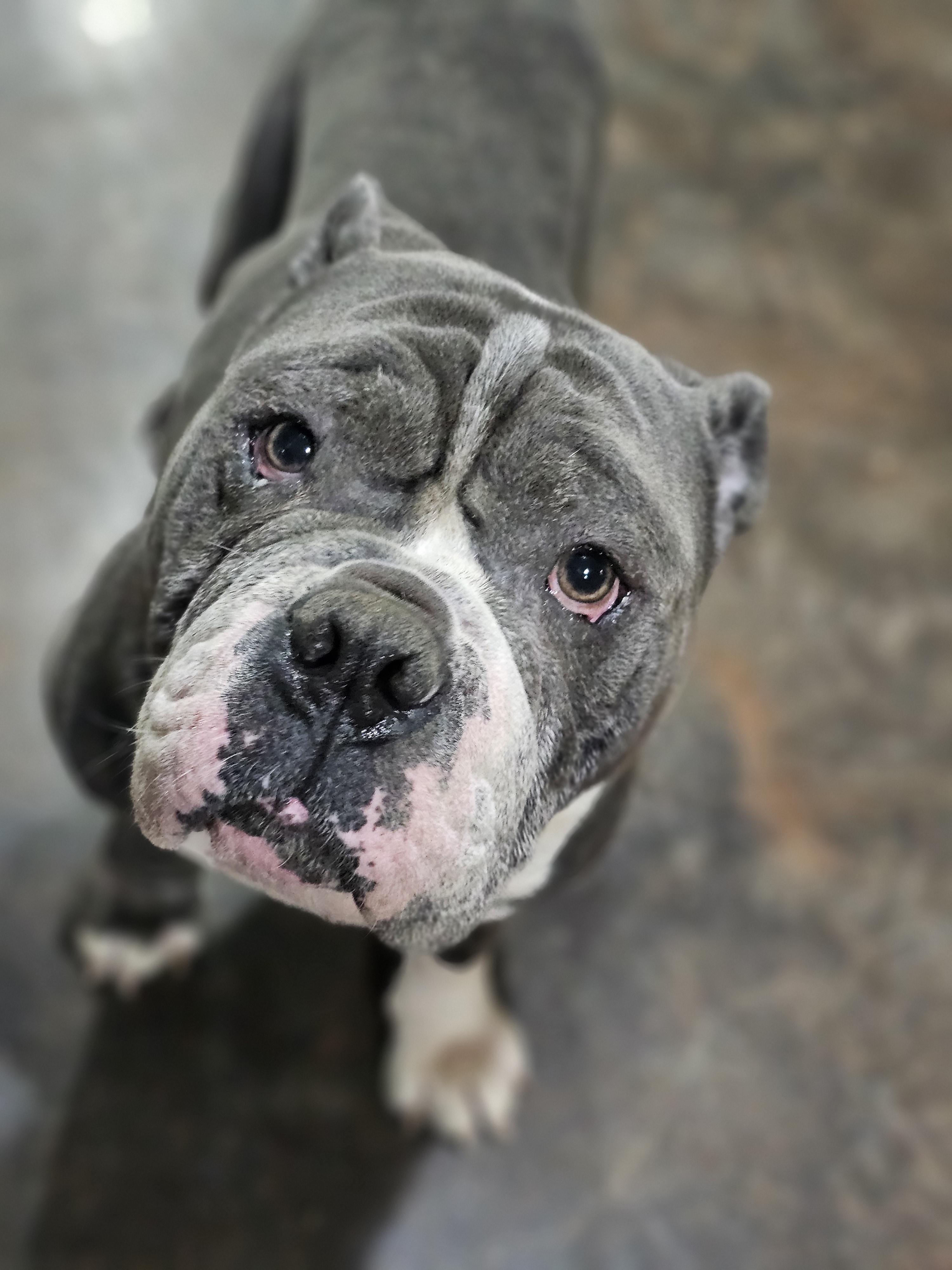 Bananas (Eeyore) so il