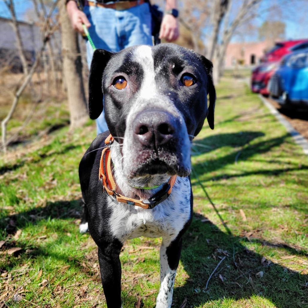 Baja, Adoptable, Adult Female Mixed Breed.