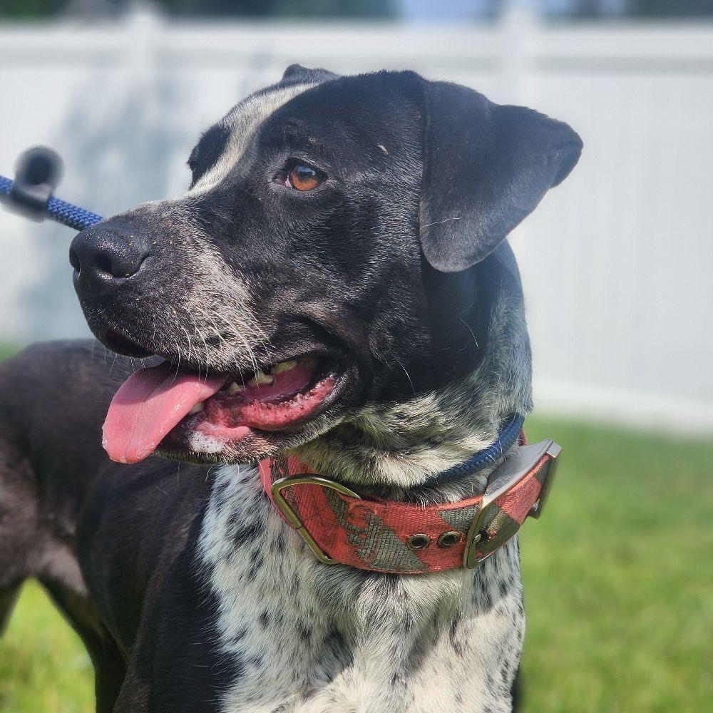 Enlarge Baja, a Adoptable Mixed Breed in Fredericksburg, VA image 1/3