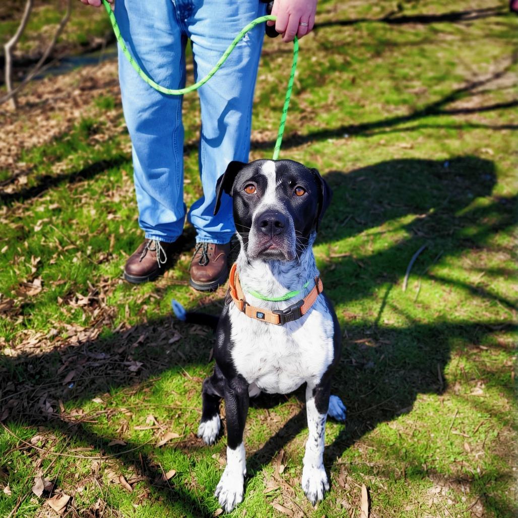 Enlarge Baja, a Adoptable Mixed Breed in Fredericksburg, VA image 3/6